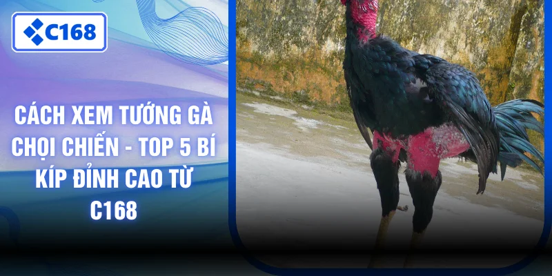 Cách Xem Tướng Gà Chọi Chiến - Top 5 Bí Kíp Đỉnh Cao Từ C168