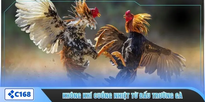 Không khí cuồng nhiệt từ đấu trường gà 